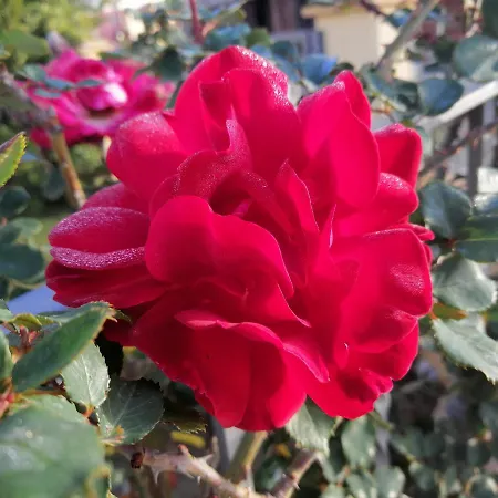 Acquachiara Giardino E Posto Auto Privato *