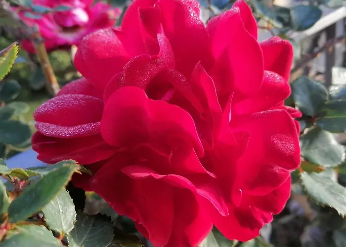 Acquachiara Giardino E Posto Auto Privato *